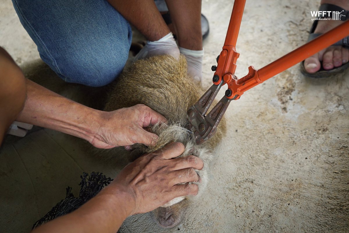 WFFThailand's tweet image. An urgent arrival! A few days ago, our rescue team travelled to the tourist island of #KohSamui to rescue two #macaques. 

One of them is Egg, a former coconut picking #monkey who still had his collar on when he arrived at our #sanctuary 💚
Donate today: wfft.org/donate