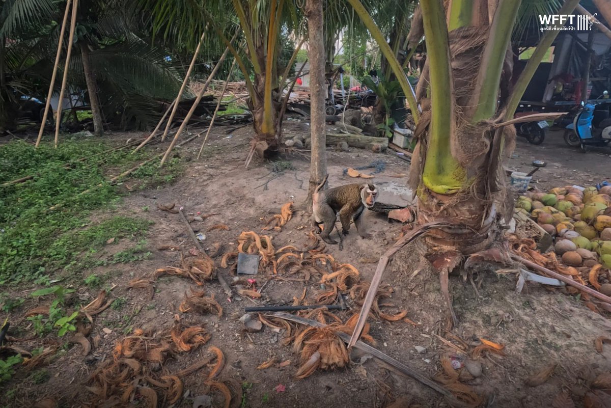 WFFThailand's tweet image. An urgent arrival! A few days ago, our rescue team travelled to the tourist island of #KohSamui to rescue two #macaques. 

One of them is Egg, a former coconut picking #monkey who still had his collar on when he arrived at our #sanctuary 💚
Donate today: wfft.org/donate