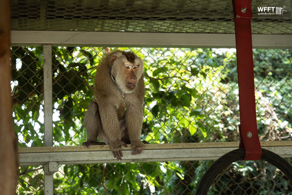 WFFThailand's tweet image. An urgent arrival! A few days ago, our rescue team travelled to the tourist island of #KohSamui to rescue two #macaques. 

One of them is Egg, a former coconut picking #monkey who still had his collar on when he arrived at our #sanctuary 💚
Donate today: wfft.org/donate