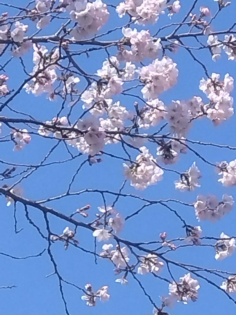 MAB_t's tweet photo. 上野公園の桜はこんな感じ
ほとんど咲いてないから、咲いてる桜にみんな群がってる https://t.co/jnK6AD1BL0