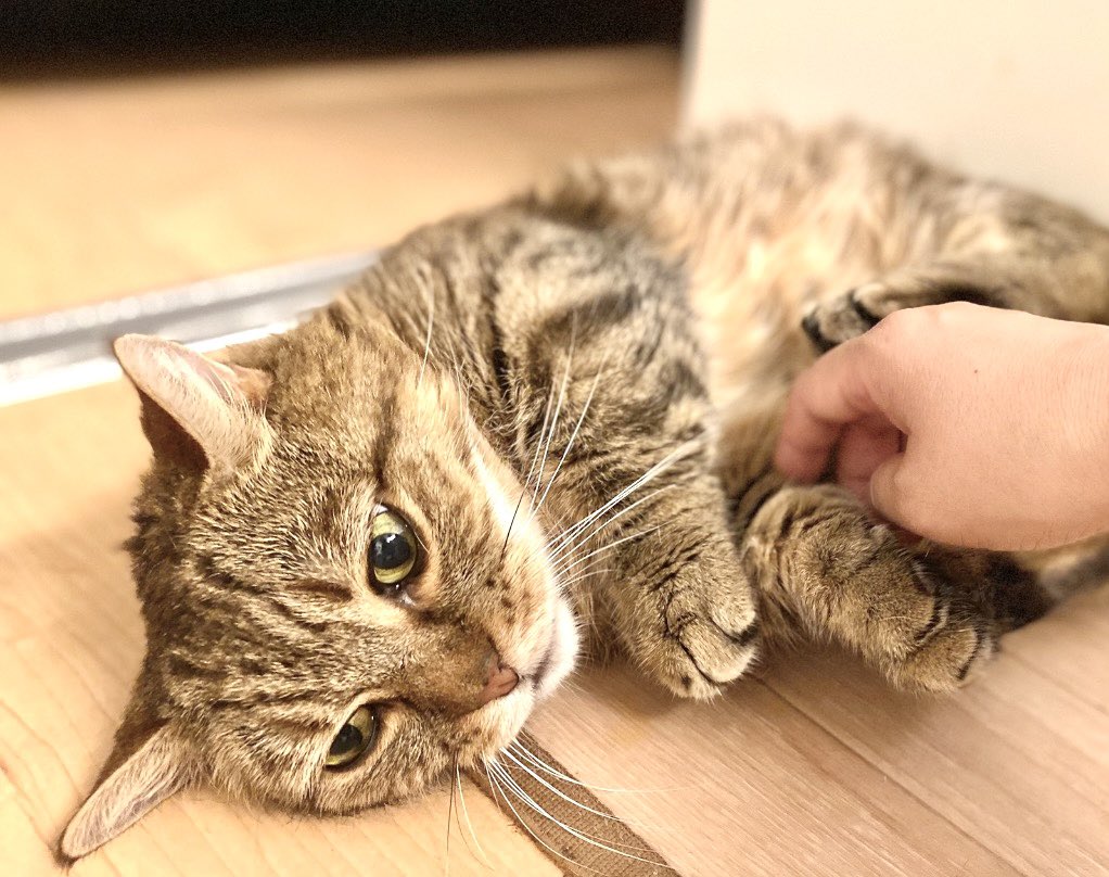 闘病生活のあんころ🐱
食欲なく、殆どごはんが食べられなかったのですが、今日は2ヶ月ぶりくらいに、ご飯を完食しました✨
治ったわけではないので、一喜一憂になってしまいますが、ただただ嬉しい。