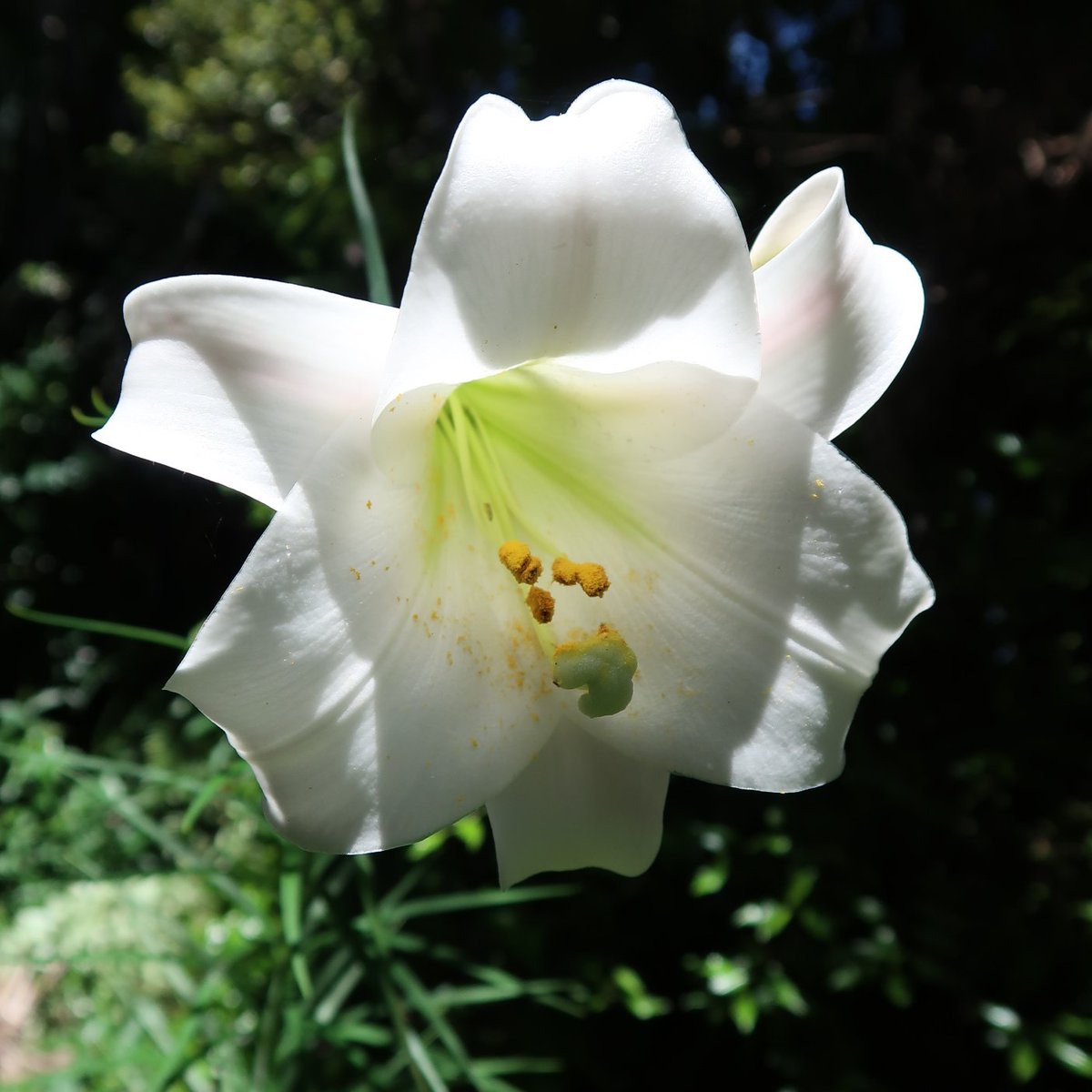 2 Online Satsangs this weekend on youtube live.  Feel free to join bliss-music.com/online_satsang… I look forward to sitting with you soon ❤

#satsang #onlinemeditationclass #onlinemeditation #satsangs #meditation