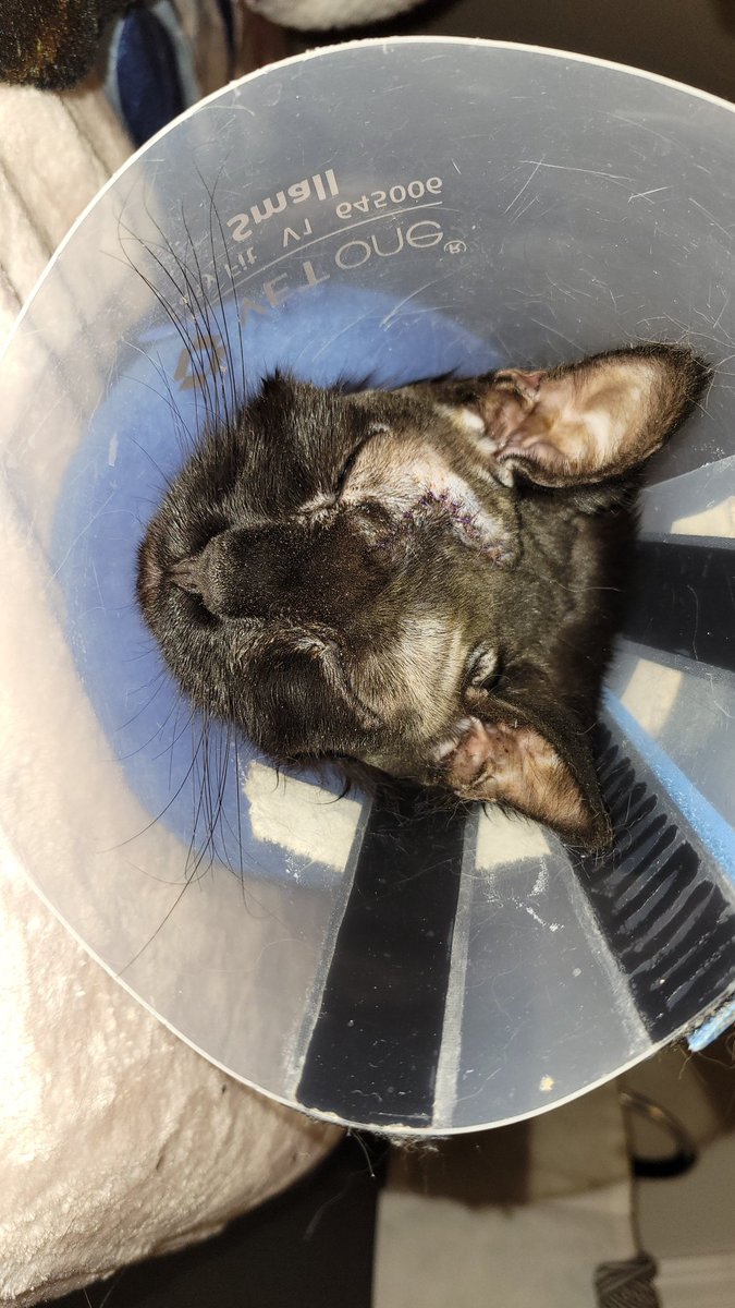 ACAB 🖤 AUD tweet media