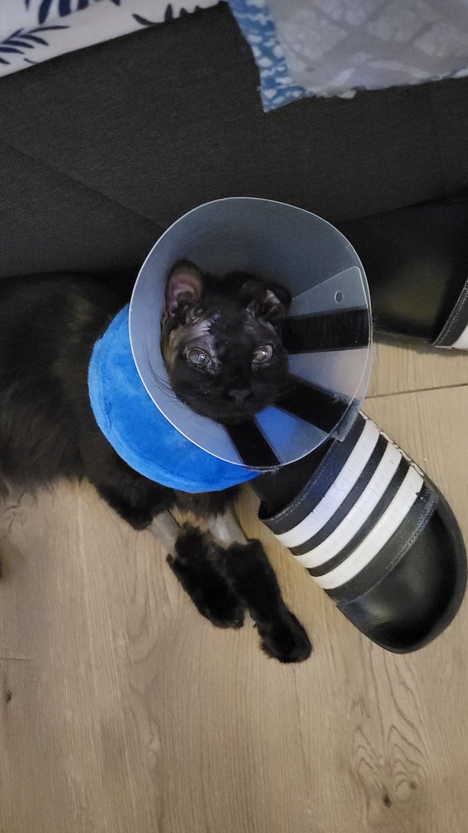 ACAB 🖤 AUD tweet media