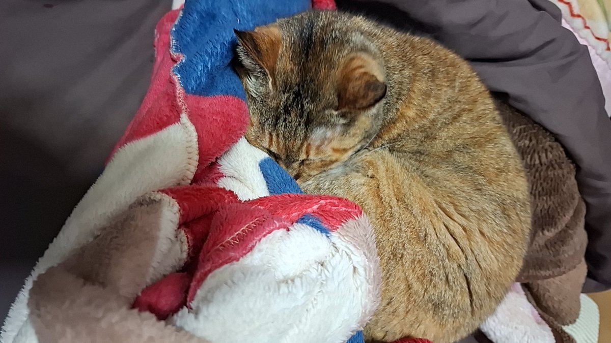 猫編集長◻️ tweet media