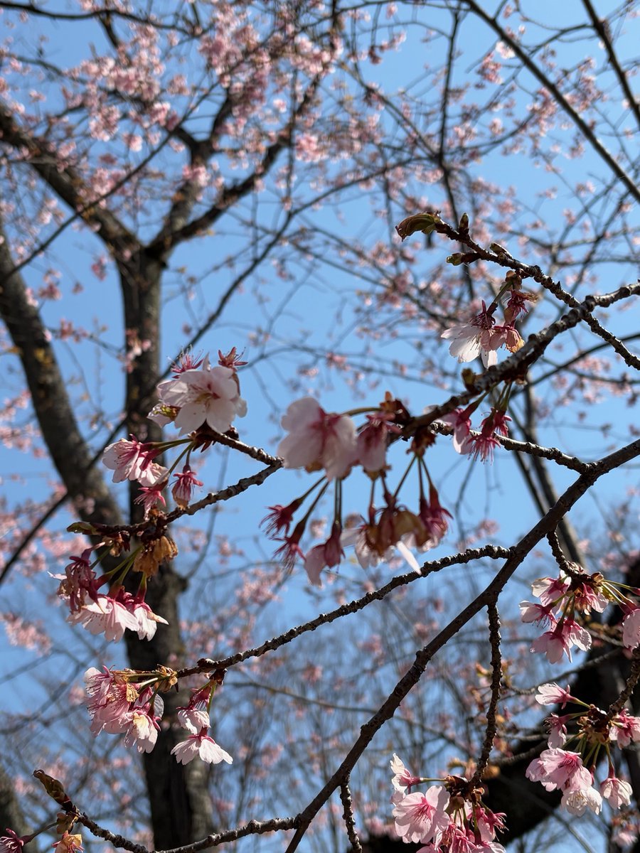埼玉県立嵐山史跡の博物館 tweet media