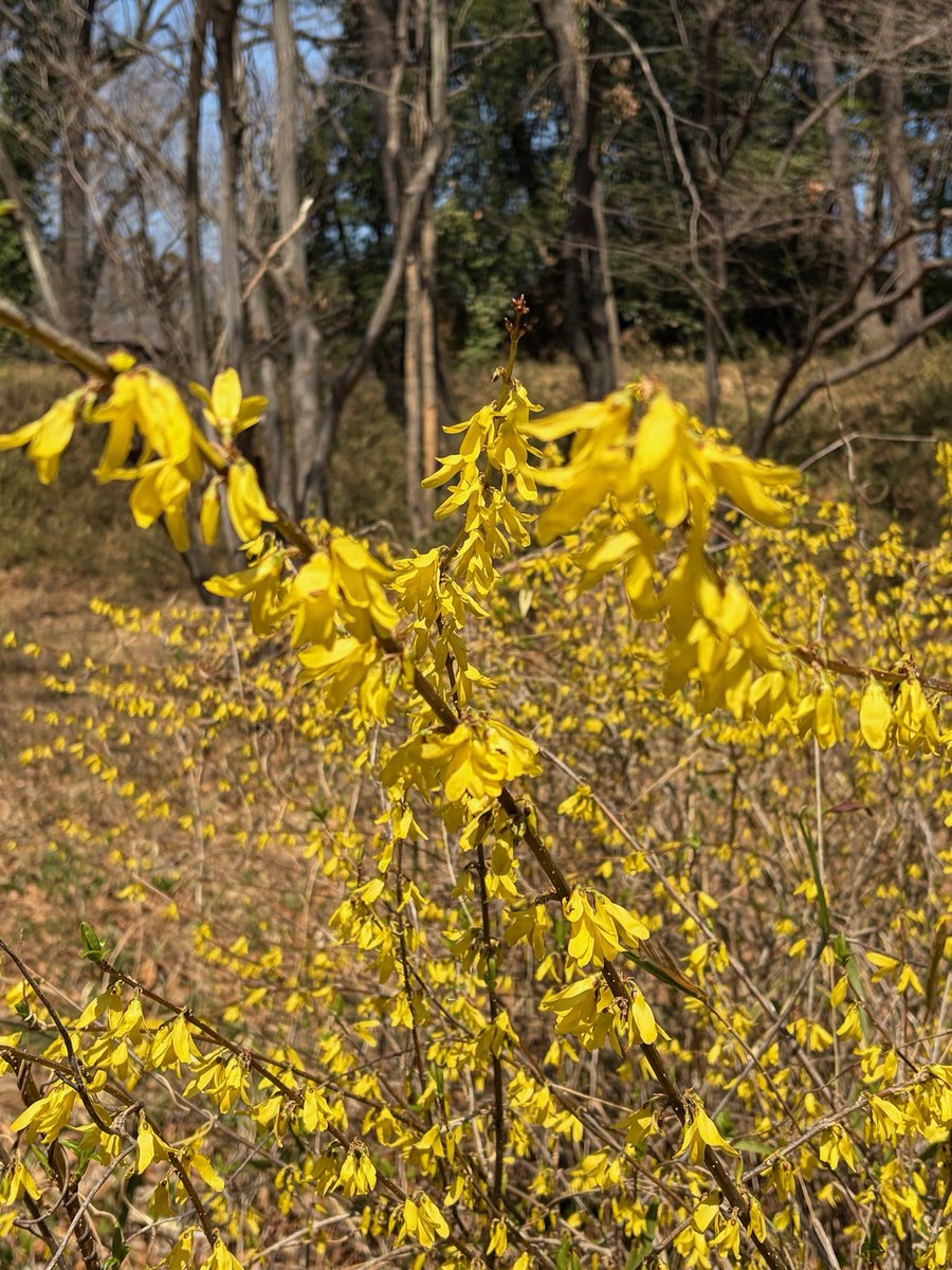 埼玉県立嵐山史跡の博物館 tweet media