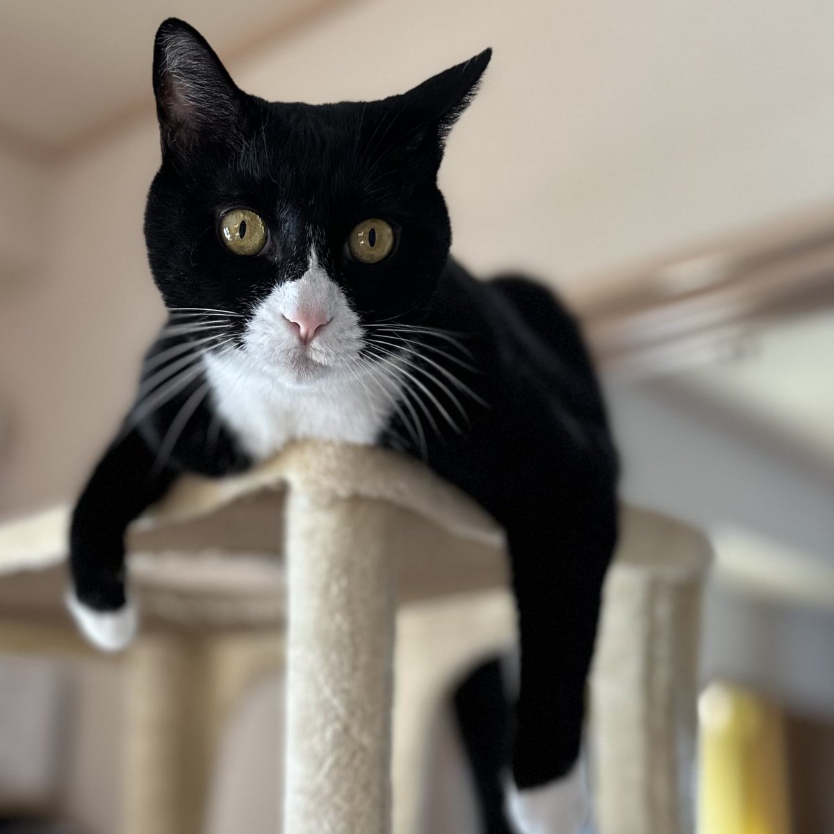 さんぬこさん tweet media