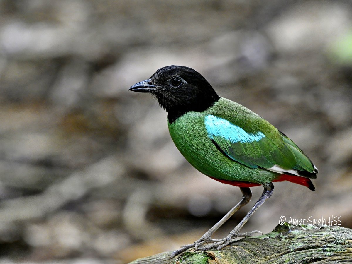 Amar-Singh HSS tweet media