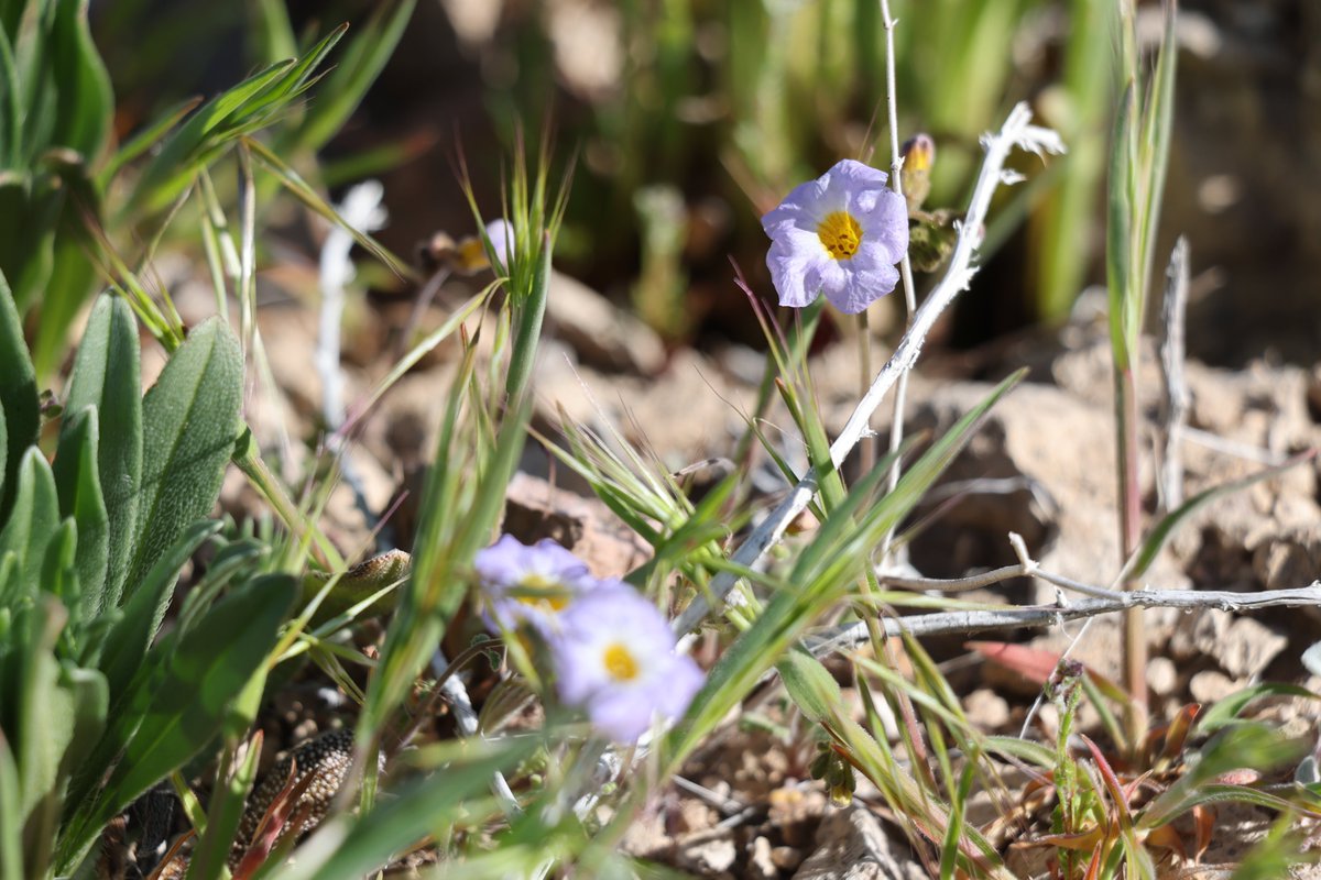 NNSANevada's tweet photo. Spring has arrived at the Site 🌻🌼🪻

Today marks the first day of Spring and a few early blooms have already been spotted! 👀 https://t.co/vfPhi143WJ