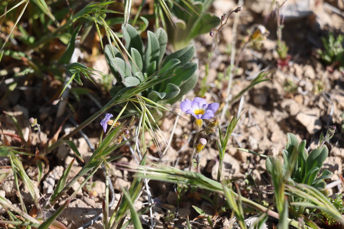 Spring has arrived at the Site 🌻🌼🪻

Today marks the first day of Spring and a few early blooms have already been spotted! 👀