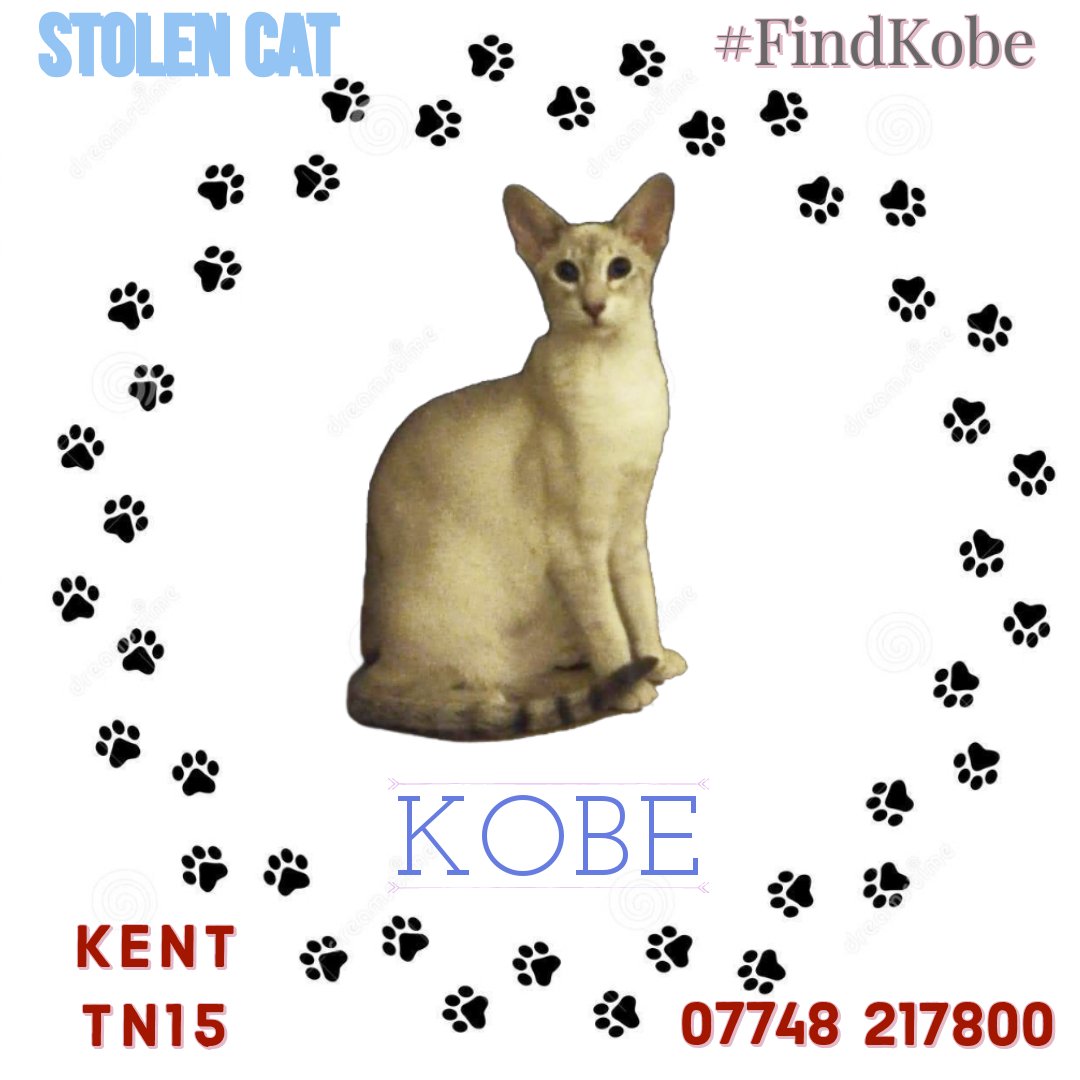 MissingPetsGB's tweet image. #MissingCatsDay Where's Kobe ?

Kobe has been missing nearly seven years since he was #stolen. He's been in papers, on facebook, tiktok, Twitter, reddit and nextdoor. He has missing ads on all selling sites. 

Stolen Aug 3 2019 #plaxtol #Sevenoaks #kent #TN15