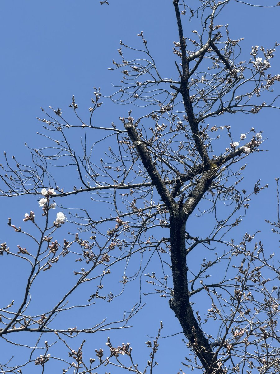 Sugarkid tweet media