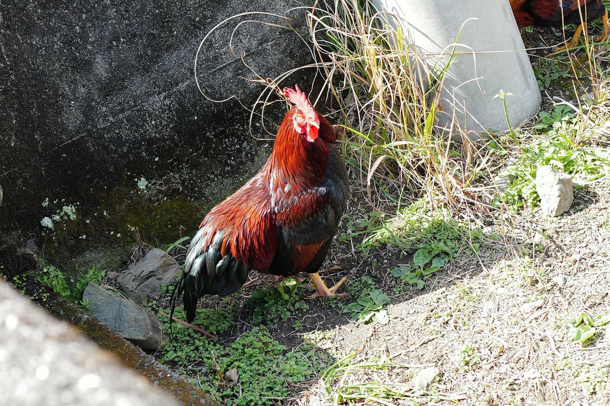 ロビン tweet media