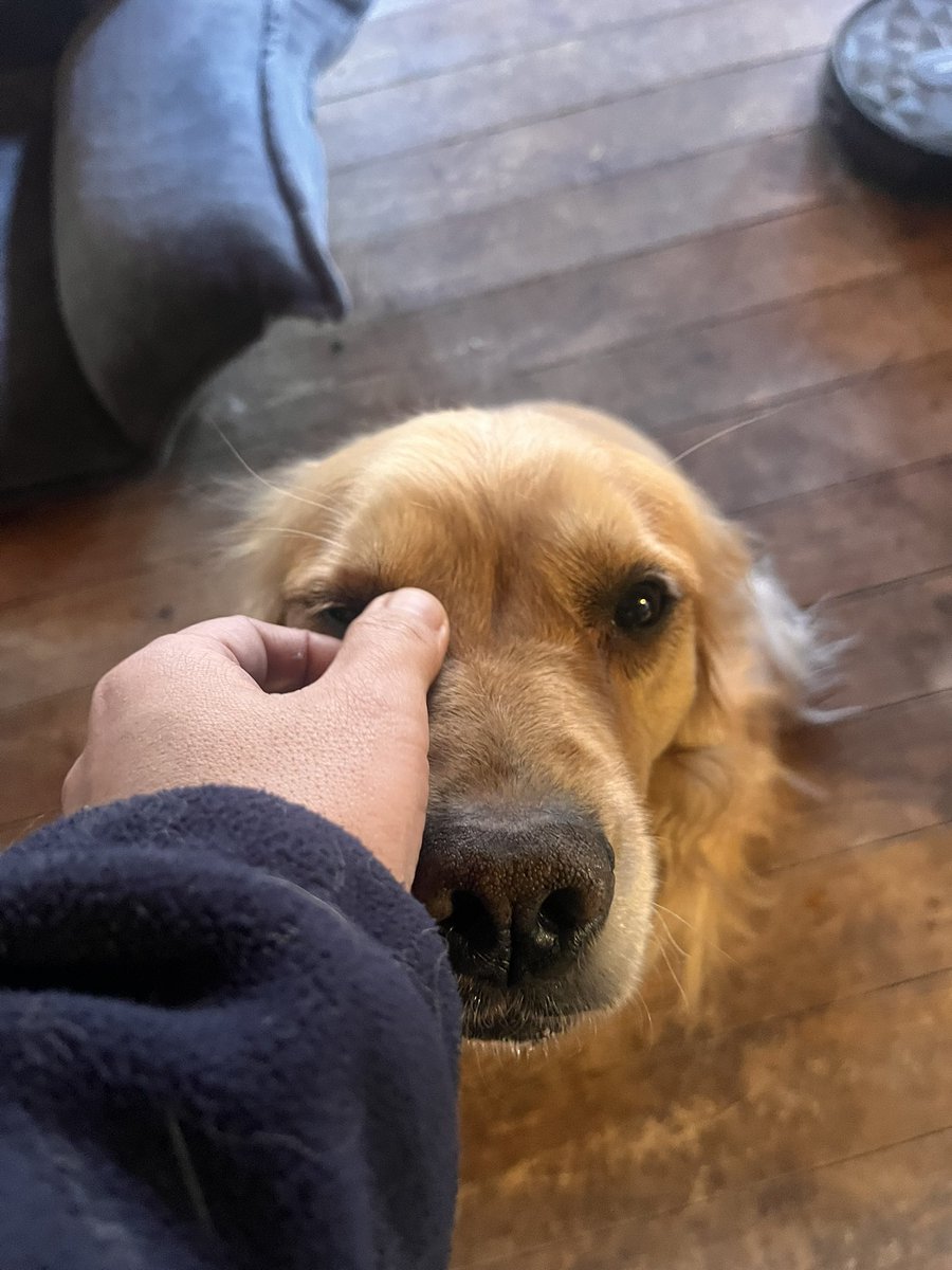 Pinot the Highlander tweet media