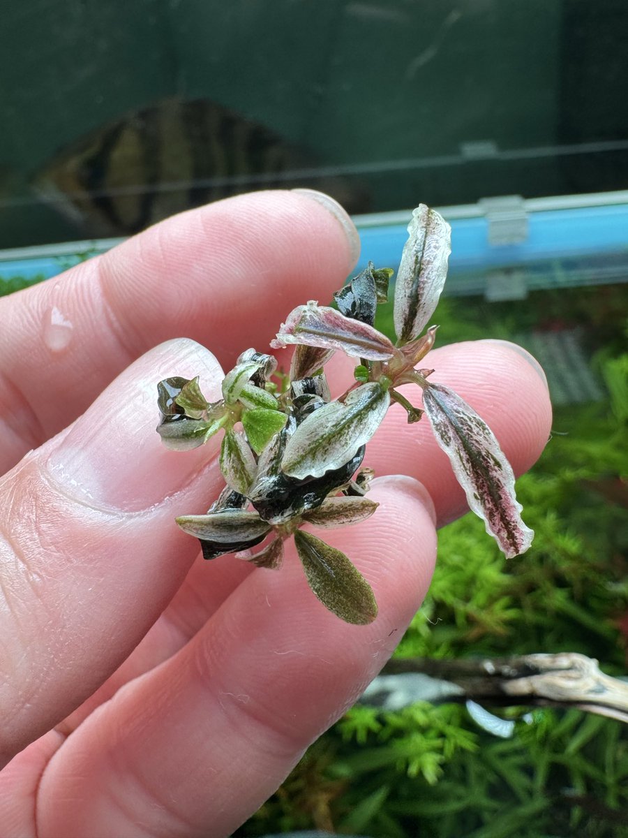 入荷案内 Bucephalandra sp.Kedagang Pink Variegata ブセファランドラ