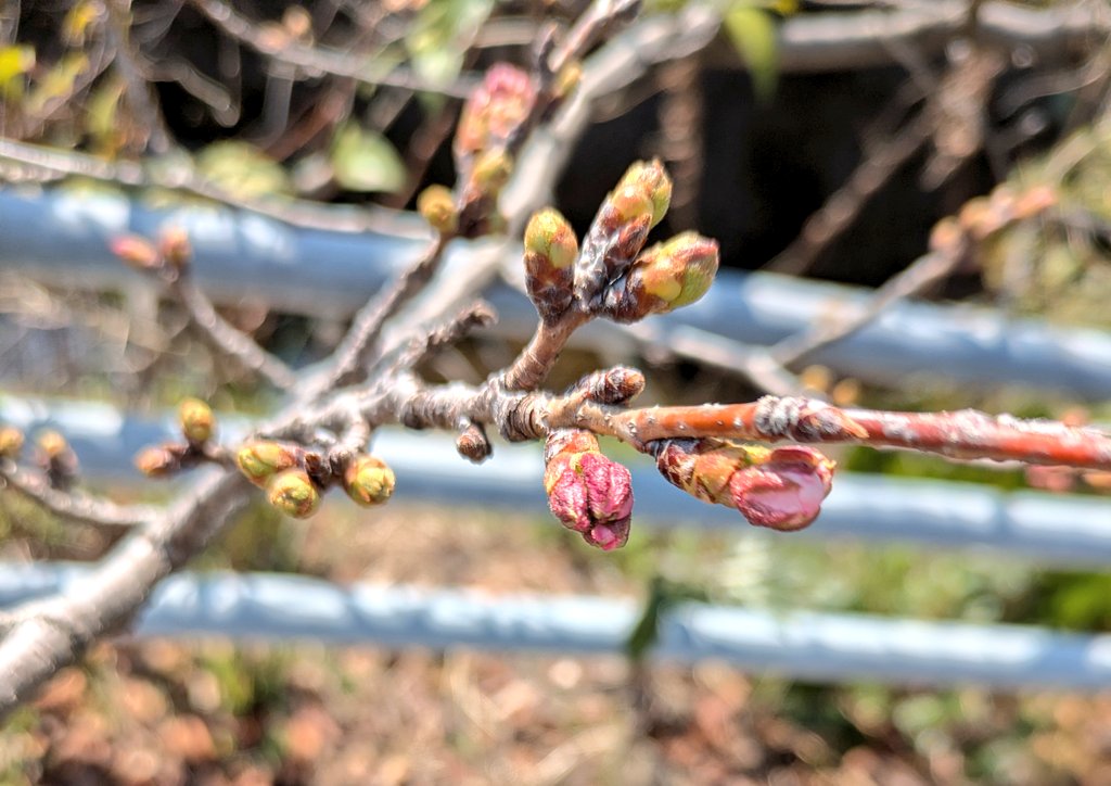 桜の蕾が🌸
待ち遠しいなぁ🌸🌸🌸🌸