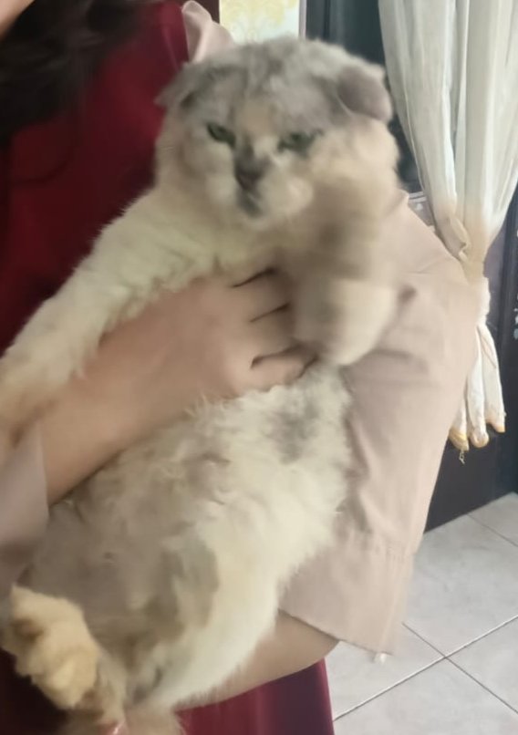 Amara 🌸 || Commission Open! tweet media