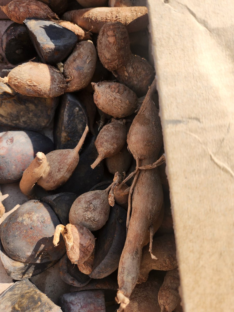 (속지판매중) 토끼풀 tweet media