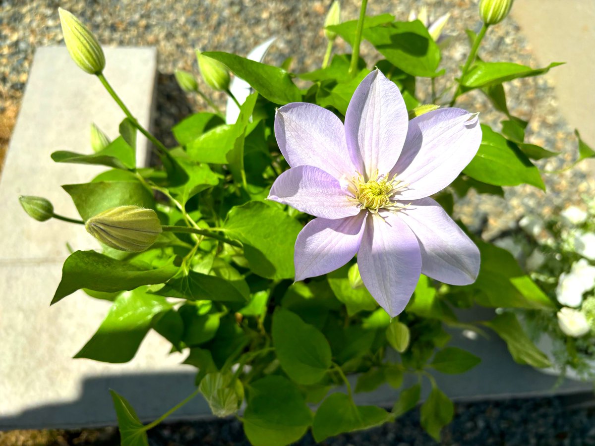 schneeklang's tweet photo. ①ネモフィラ
ブルーは大分花が増えてきた。ダZホワイトはもりもりになってきてかわいい！

②クレマチス　白馬
購入品種は決めてたけど一目惚れしてしまい…朝水切れでしおしおになってたけど復活してくれました。行燈仕立てなので来年はトレリスに誘引したい https://t.co/FWwEgNLzYU