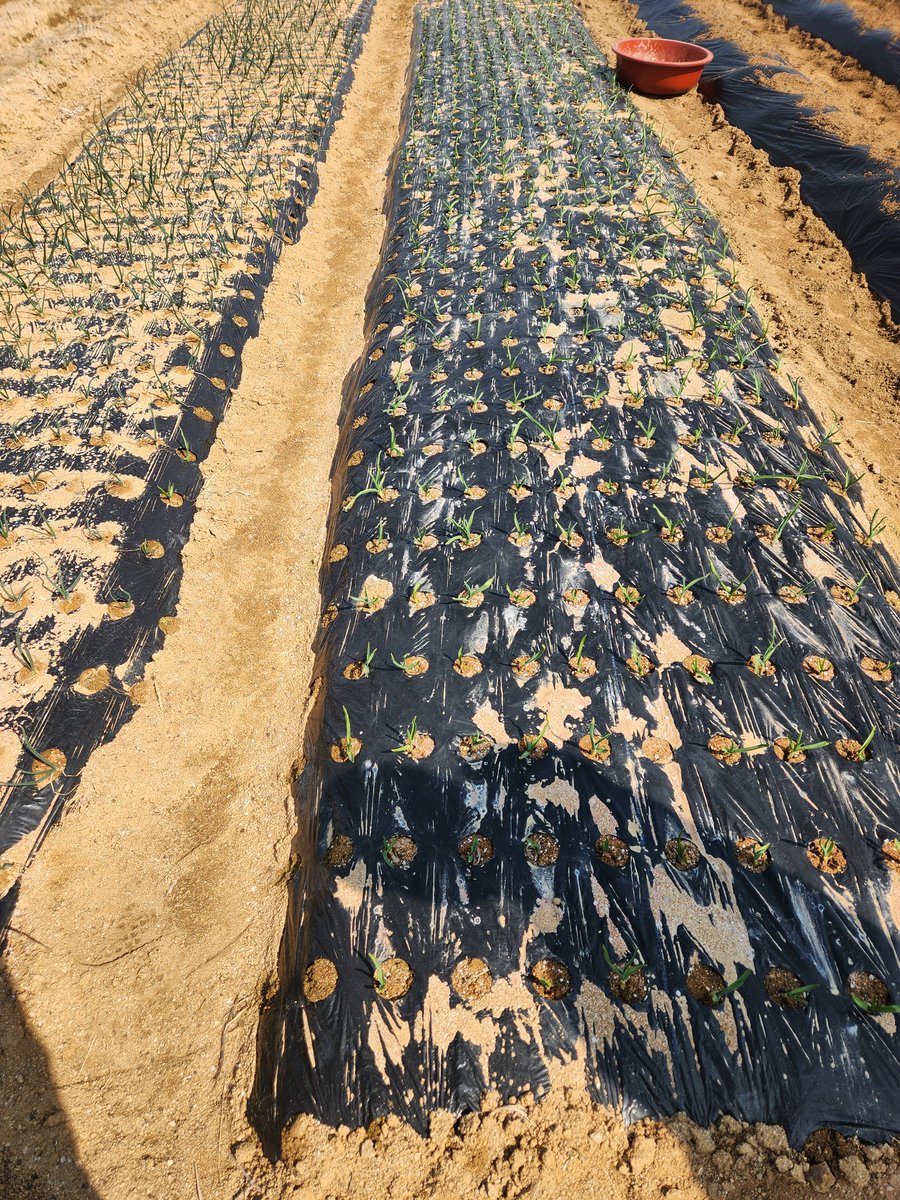 (속지판매중) 토끼풀 tweet media