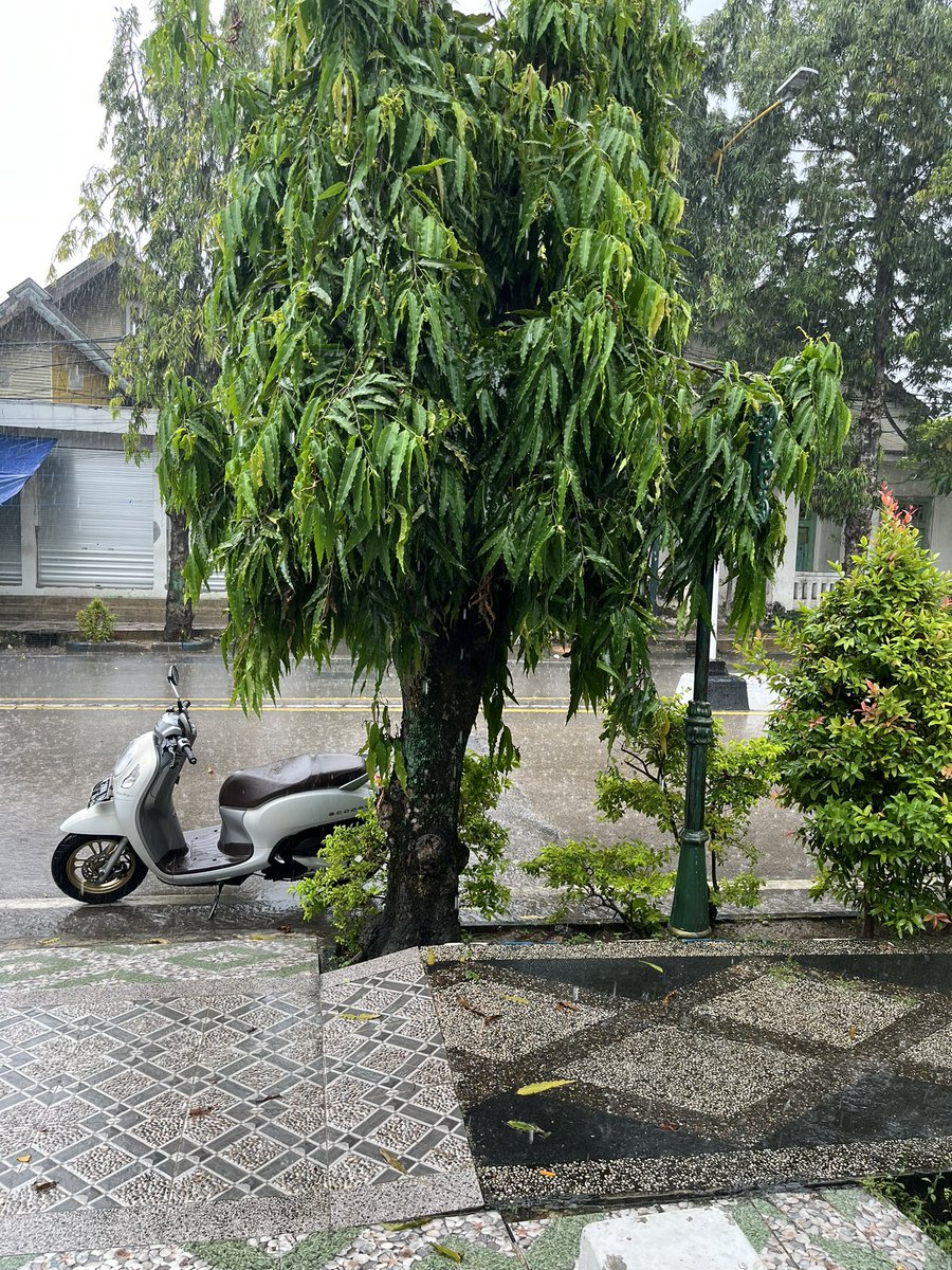 mistycikenodel tweet media