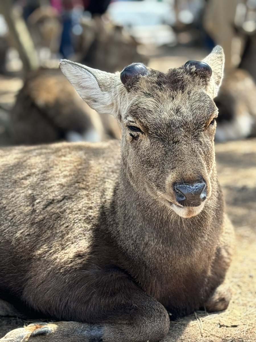 HACHI🐝࿆🥛🍓ྀི tweet media