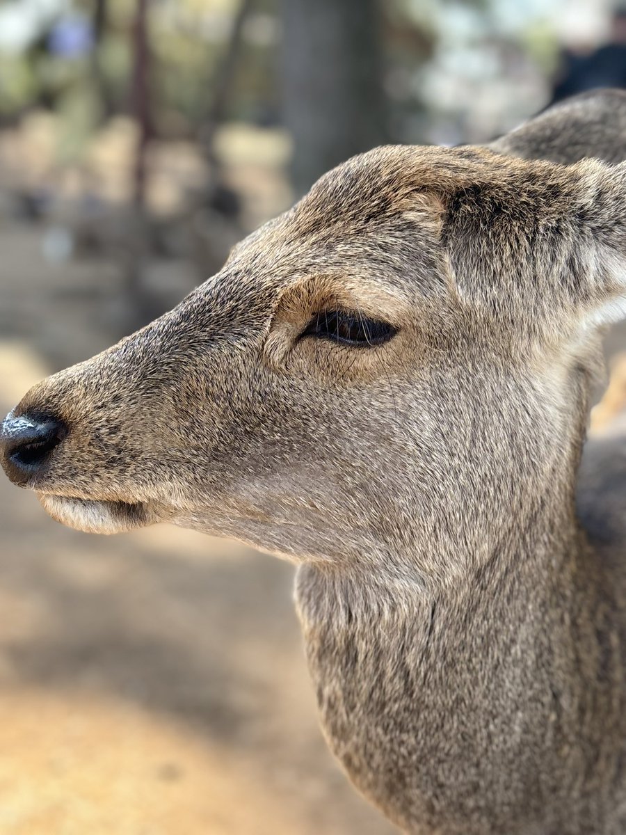 HACHI🐝࿆🥛🍓ྀི tweet media