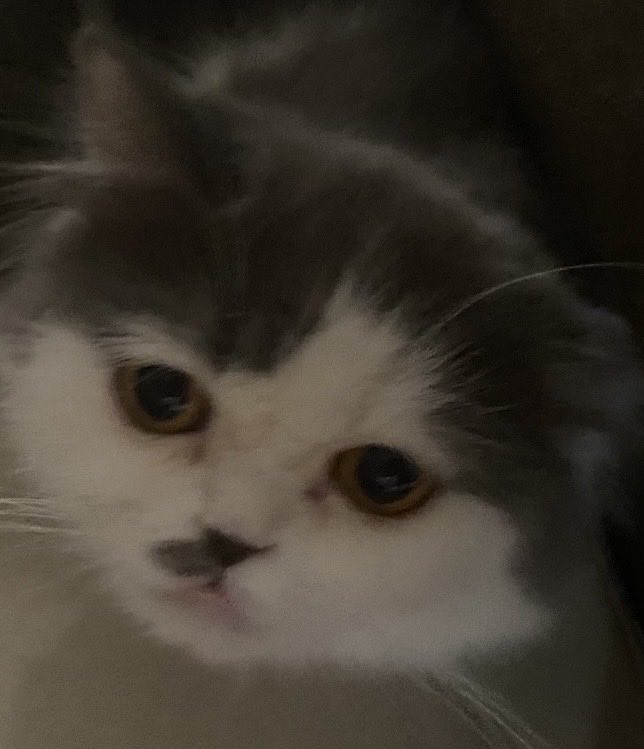 sushi joe tweet media