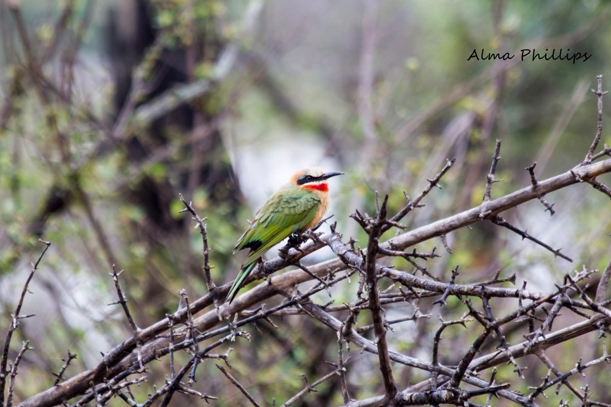 Alma Phillips tweet media