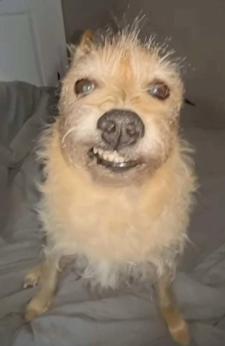 ◜ dvrk ◞ tweet media