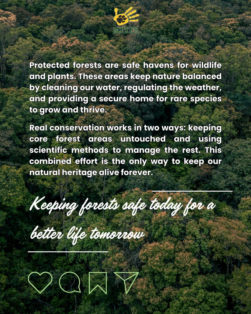 MP Tiger Foundation Society tweet media