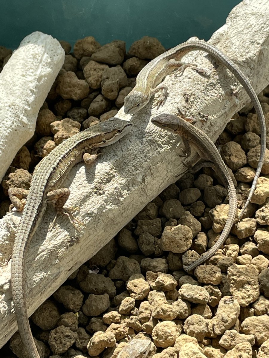 べる（鈴山しゅうり）@冷凍機械|参考書作りました tweet media