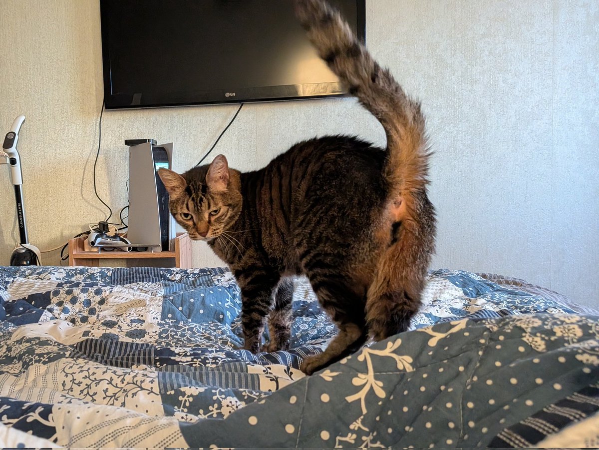 Половинка луны, меховые сыны tweet media