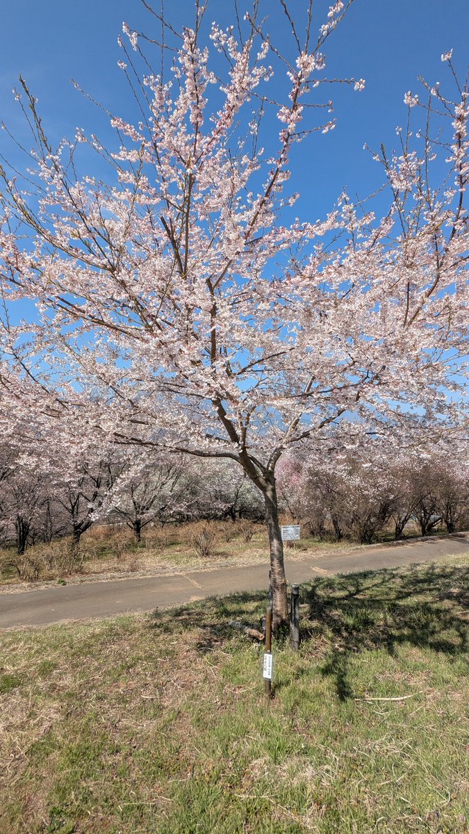 mitamanoyu's tweet photo. 渡邊です😊。駐車場脇の斜面にある、宇宙桜（そらざくら）🌸ですが、この暖かさで満開となっています。あと2〜3日は楽しめそうですので、お越しの際はぜひ、お立ち寄り下さい😊。

少し見つけづらいところにありますが、雄大な南アルプス山系と一緒に観ることができますので、皆様のお越しをお待ちしております🙇。
#ヒガンザクラ