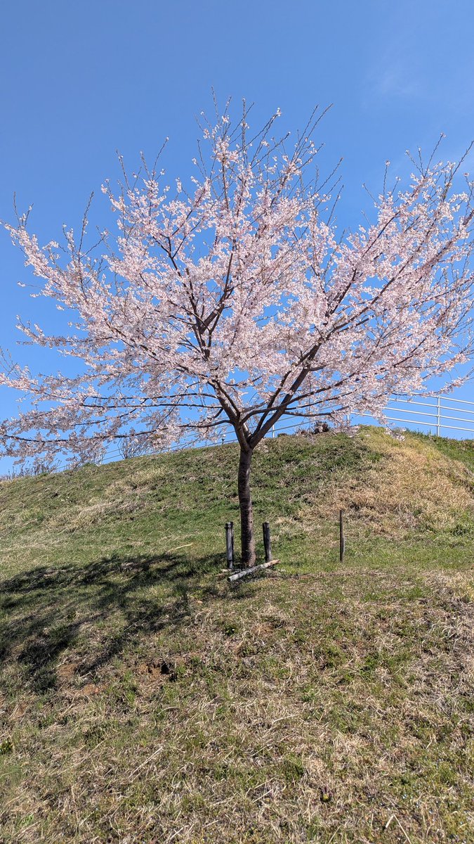 mitamanoyu's tweet photo. 渡邊です😊。駐車場脇の斜面にある、宇宙桜（そらざくら）🌸ですが、この暖かさで満開となっています。あと2〜3日は楽しめそうですので、お越しの際はぜひ、お立ち寄り下さい😊。

少し見つけづらいところにありますが、雄大な南アルプス山系と一緒に観ることができますので、皆様のお越しをお待ちしております🙇。
#ヒガンザクラ