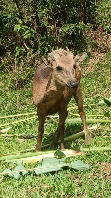 ABS-CBN News tweet media