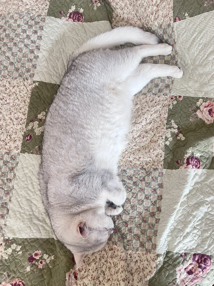 Emma家的圆荔子【KTV麦霸团】 tweet media