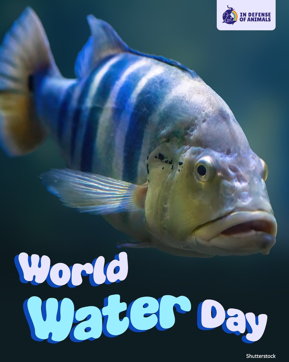 IDAUSA's tweet image. Happy #WorldWaterDay! Clean water is life for humans, #fish, amphibians, and entire ecosystems. Protect rivers, wetlands, and the beings who depend on them by reducing #pollution and conserving #water every day. 
Learn more: bit.ly/4ssCKf8
RT &amp;amp; bit.ly/4rGV5nD