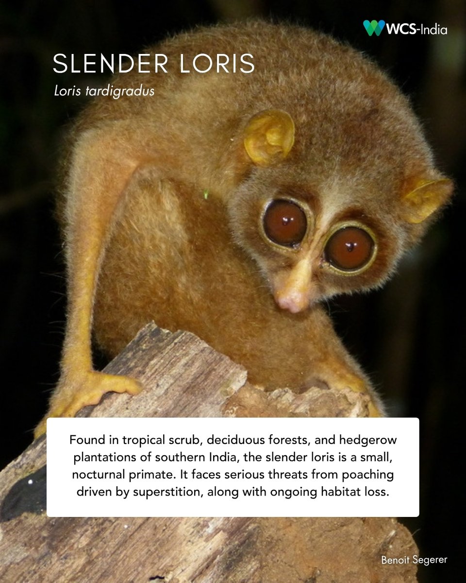 WCS-India tweet media