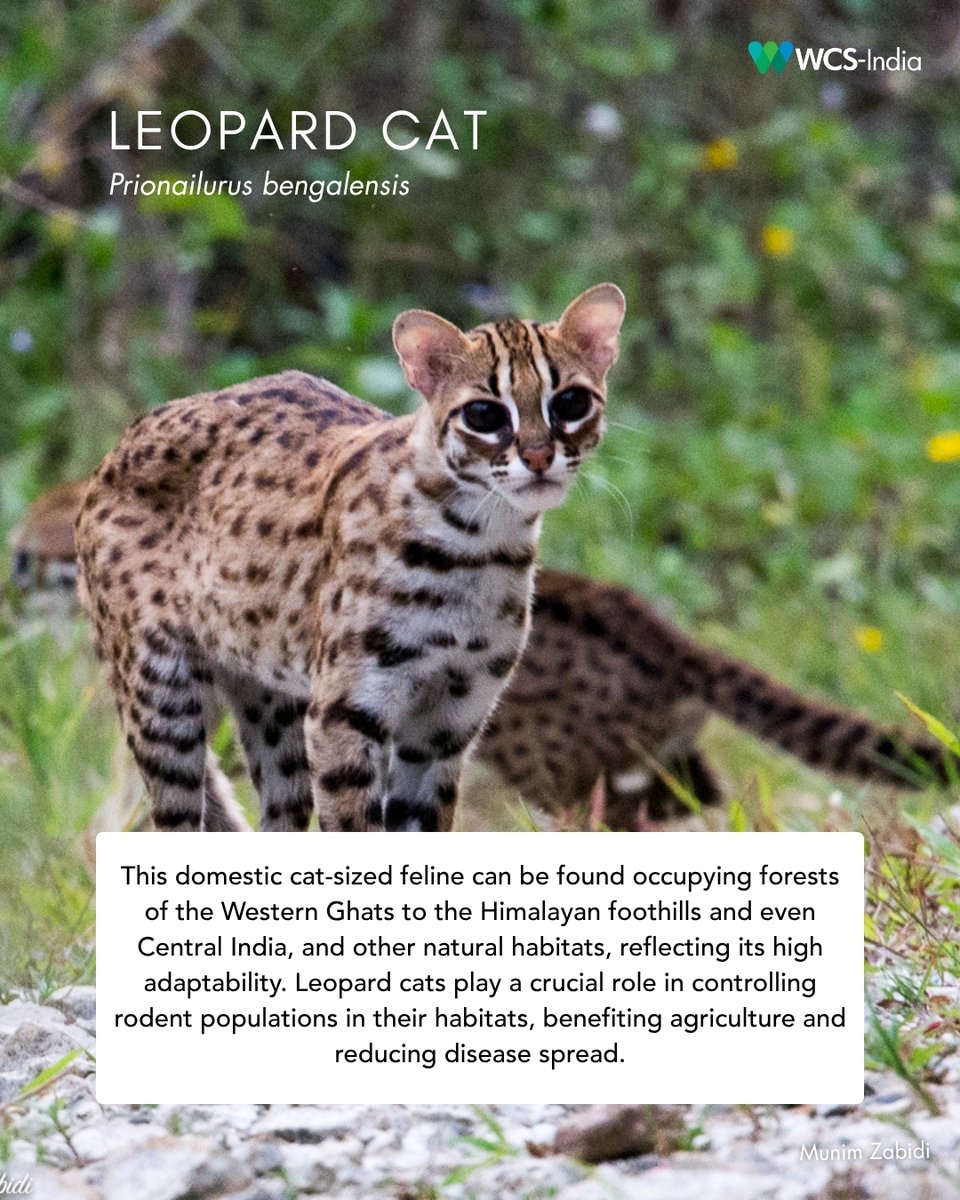 WCS-India tweet media