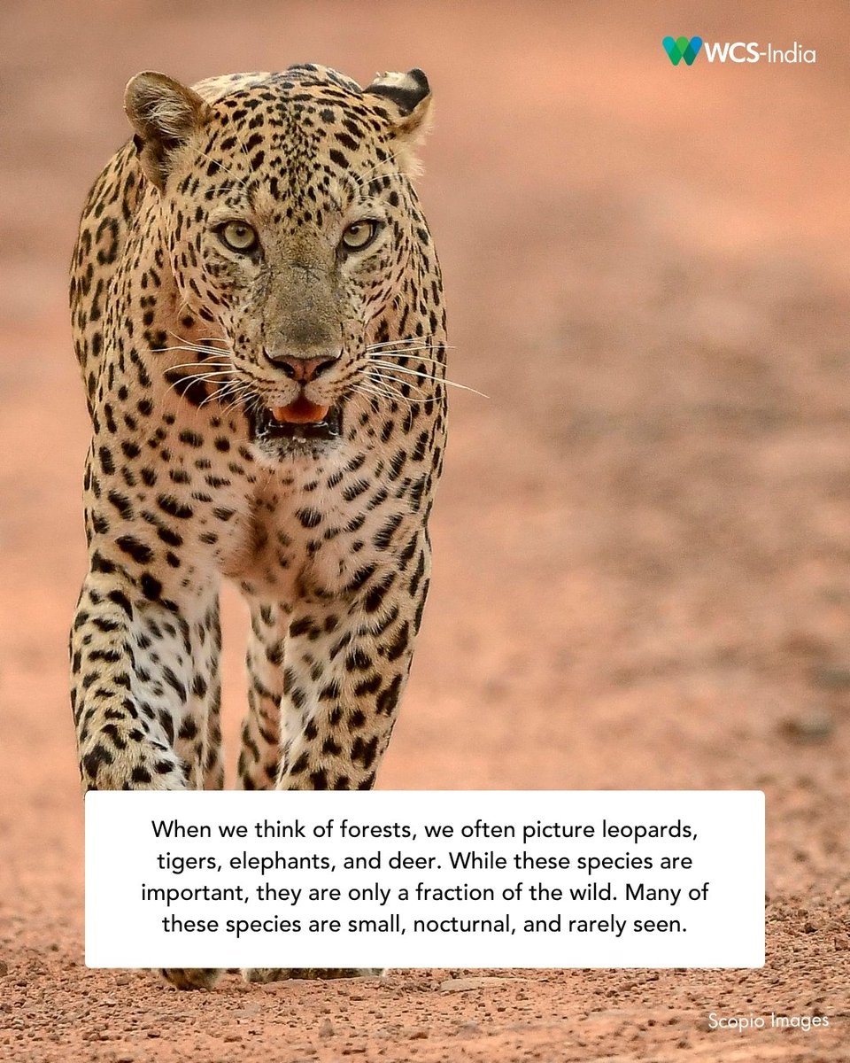 WCS-India tweet media