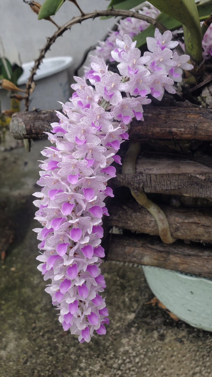 maCk evalo tweet media