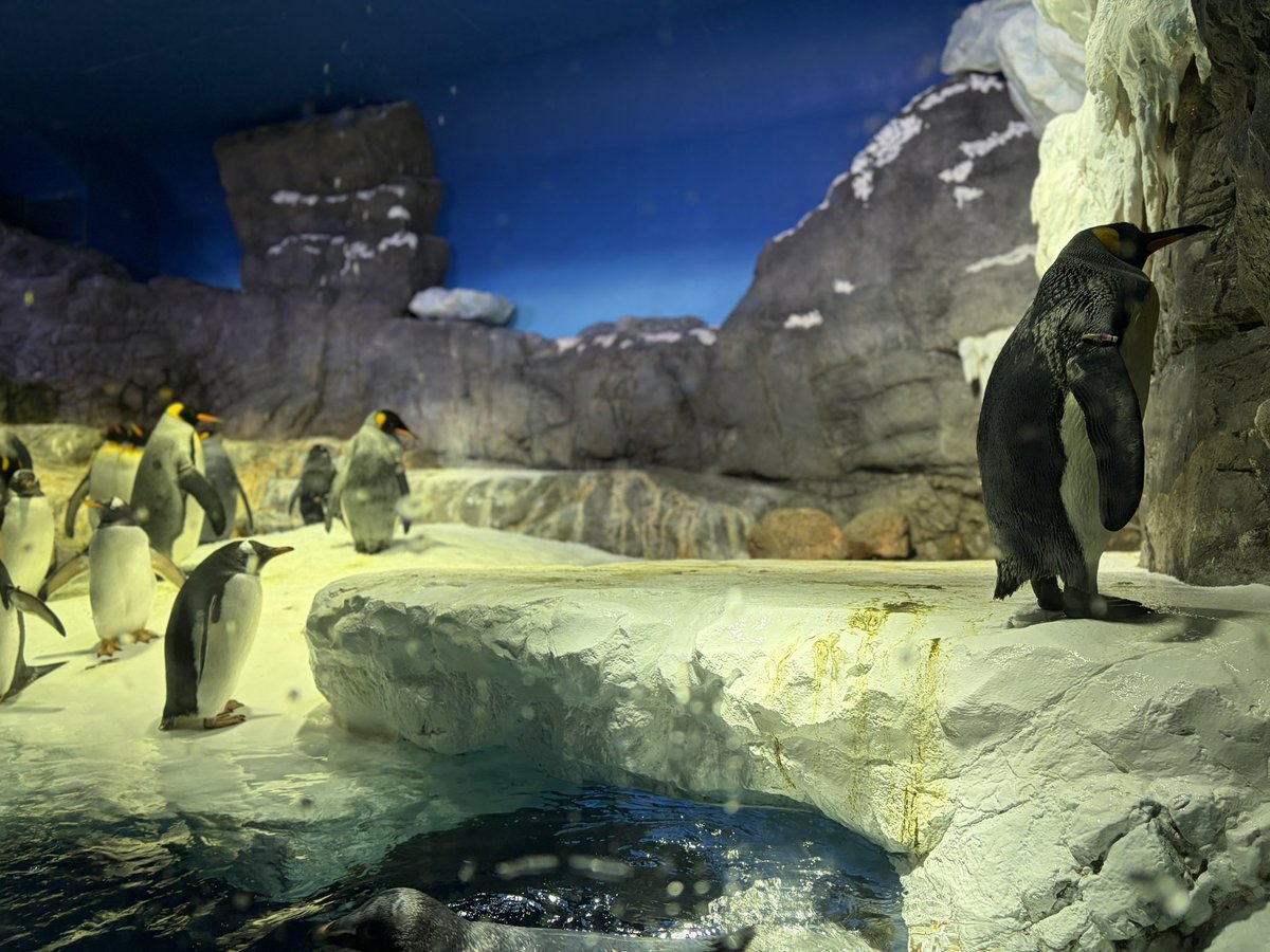 ペンギンコーナーに俺らがいた