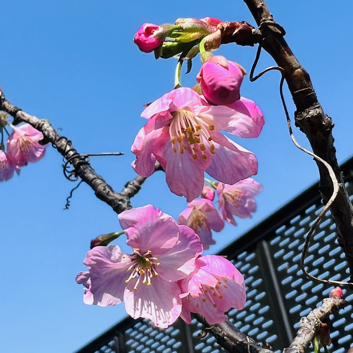 我が家の桜🌸が開花致しました
春の訪れですね