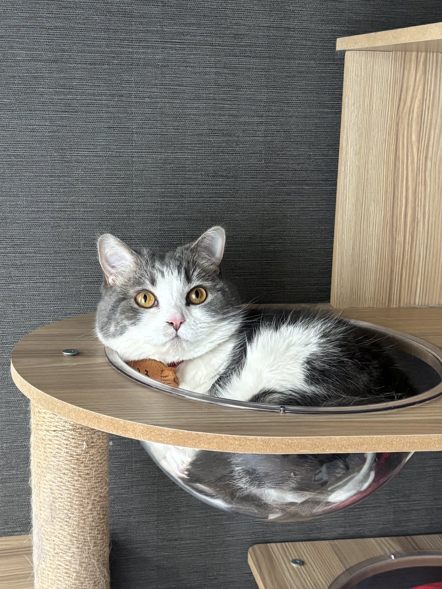 moco220814's tweet photo. なんかお風呂に入ってるみたいな雰囲気のモコくん🛀 https://t.co/PTwjDAM5FW