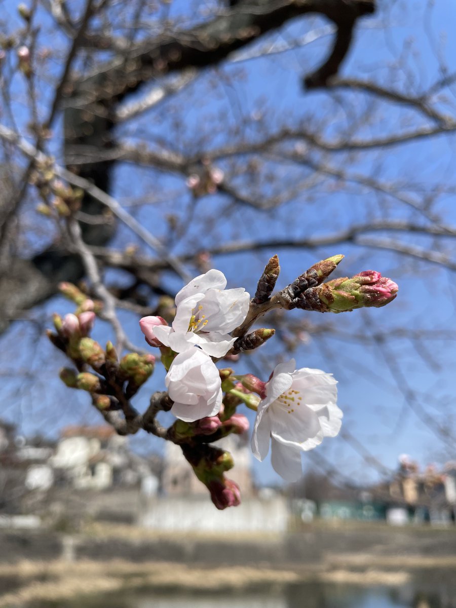 Wangdora tweet media