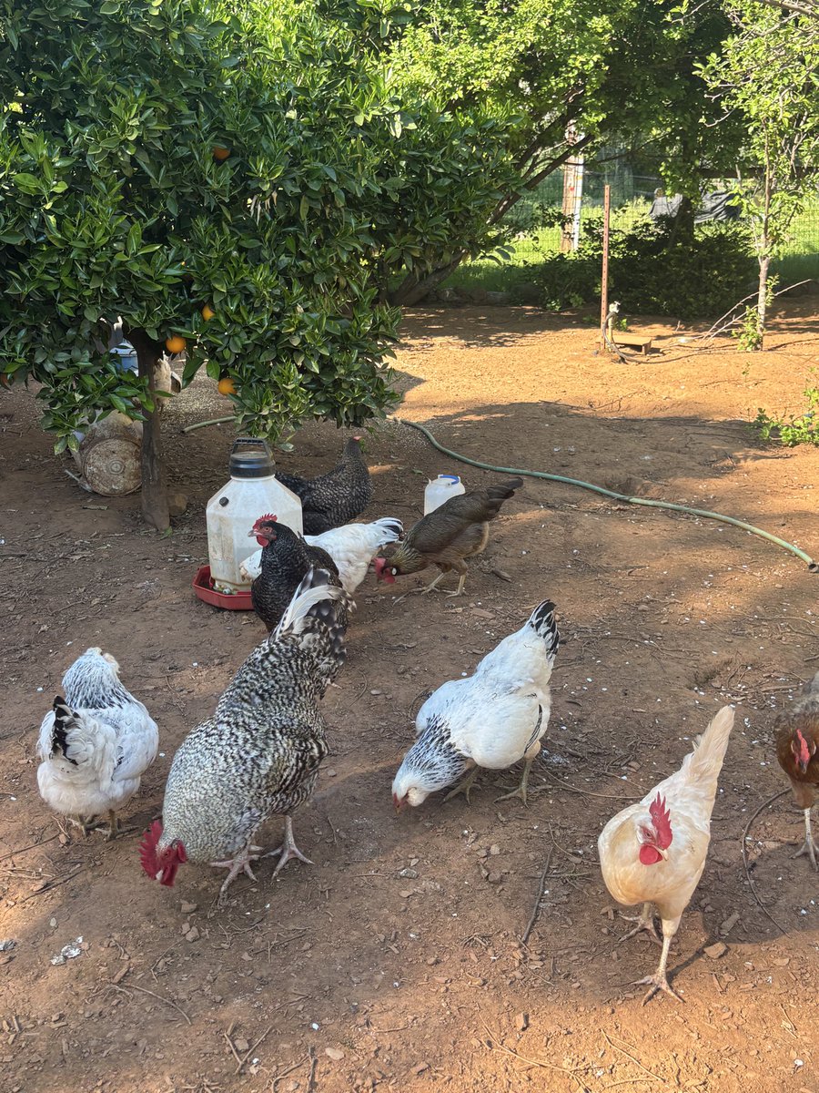 JP 🌎☮️(liquidation arc) tweet media