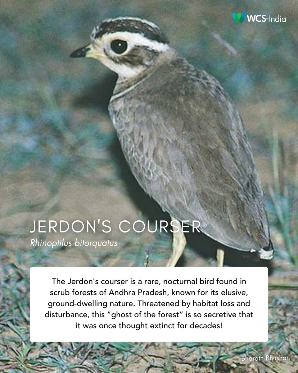 WCS-India tweet media