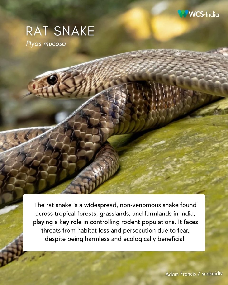 WCS-India tweet media